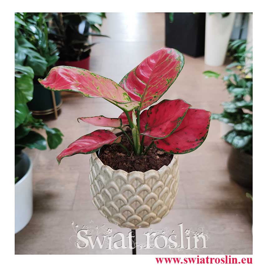 Aglaonema Red Joy, Aglonema Red Joy modna roślina do domu do mieszkania na parapet do biura do firmy