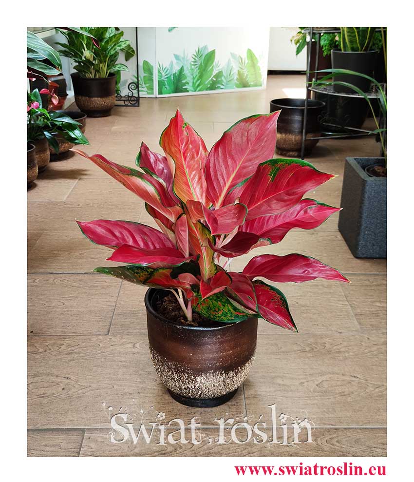 Aglonema Cherry Baby, Aglaonema Cherry Baby modne rośliny z insta sklep wysyłka online