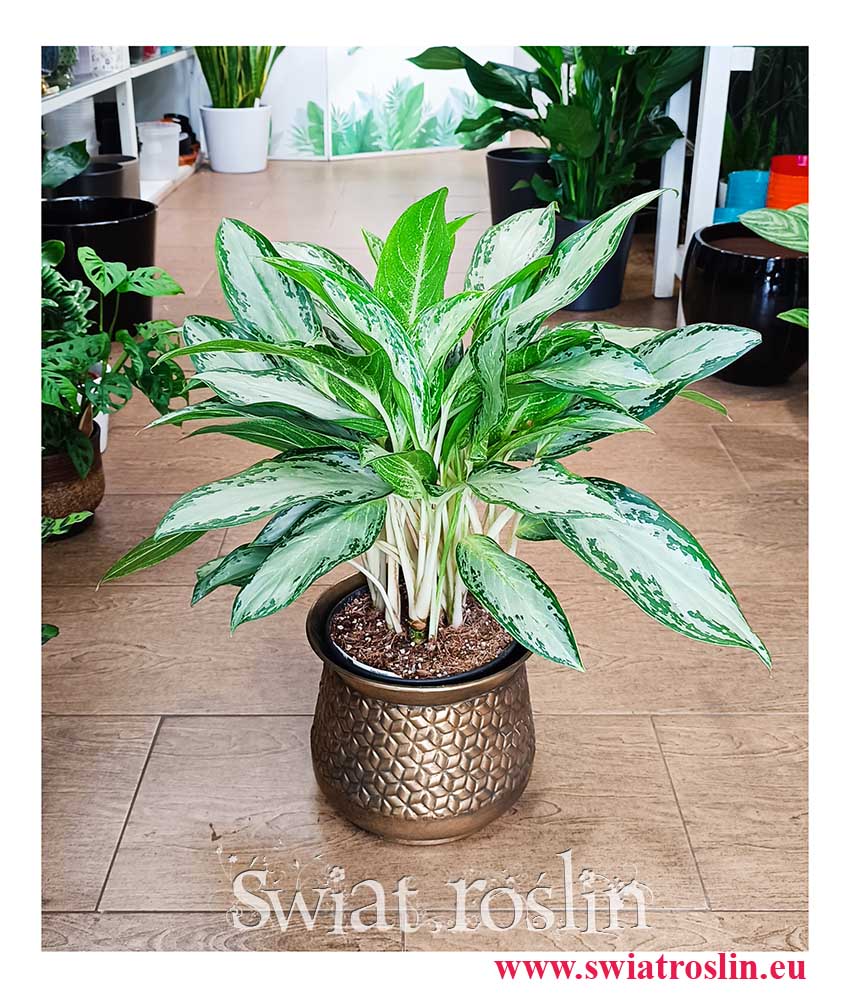 Aglonema Golden Bay kolekcjonerska odmina do kupie z wysyłką do domu, Aglaonema Golden Bay