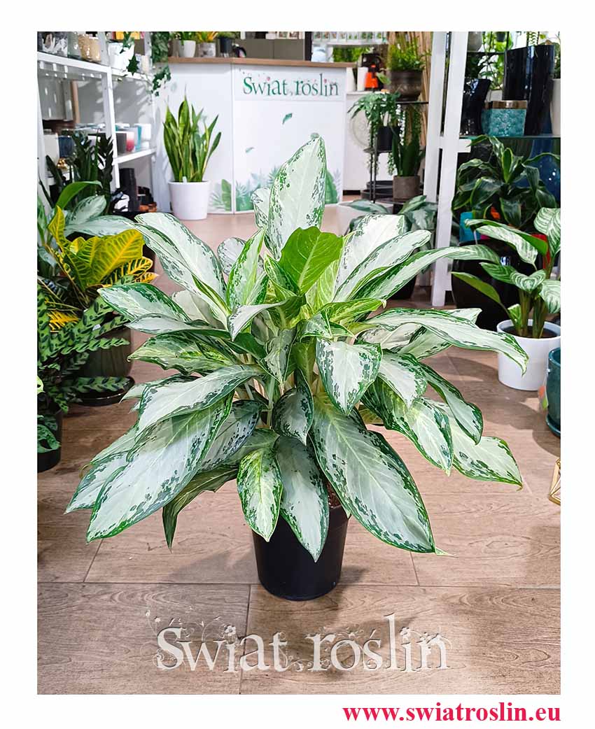 Aglonema Golden Bay, Aglaonema Golden Bay kolekcjonerska rolsina do biura do mieszkania do firmy