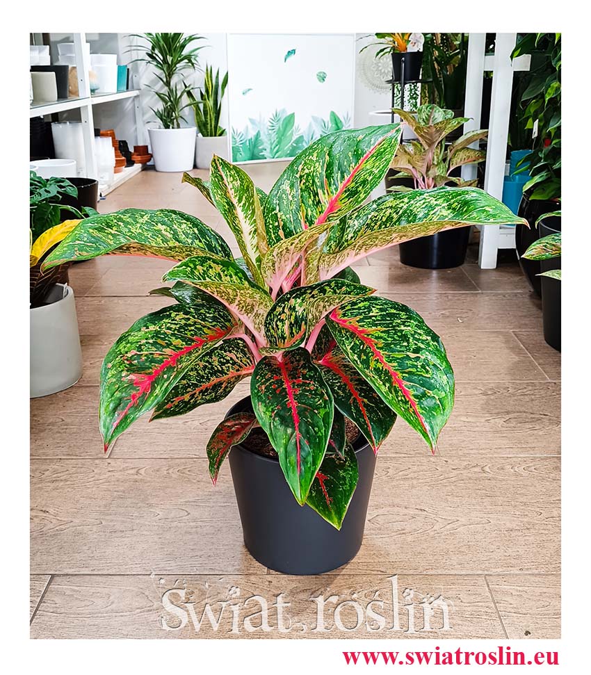 Aglonema Paradise Red, Aglaonema Paradise Red modna roślina kolekrcjonerska z dostawą do domu
