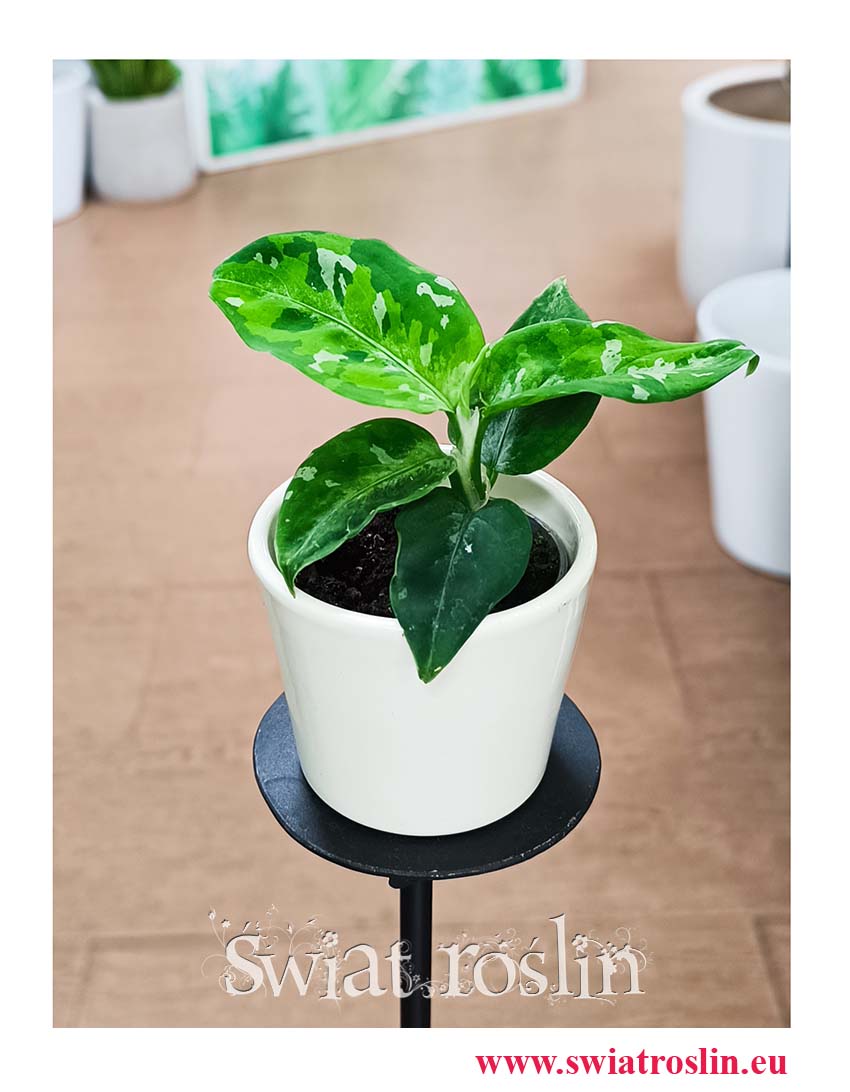 Aglonema Pictum Tricolor rzadka roślina kolekcjonerska do kupienia online z dostawą do domu, Aglaonema Pictum Tricolor