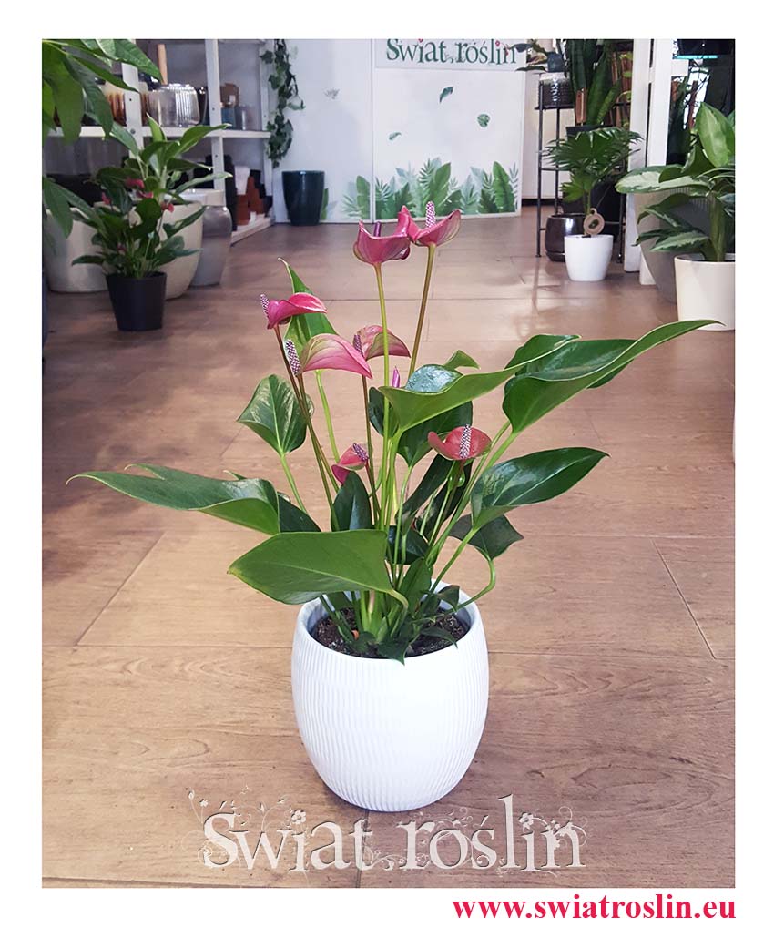 Anthurium Karma Purple, Anturium Karma Purple sklep z roślinami online, Kitnia