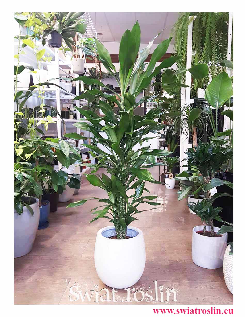 Dracena Fragrans Burundii , Dracaena Fragrans Burundii modne popularne rośliny z instagrama