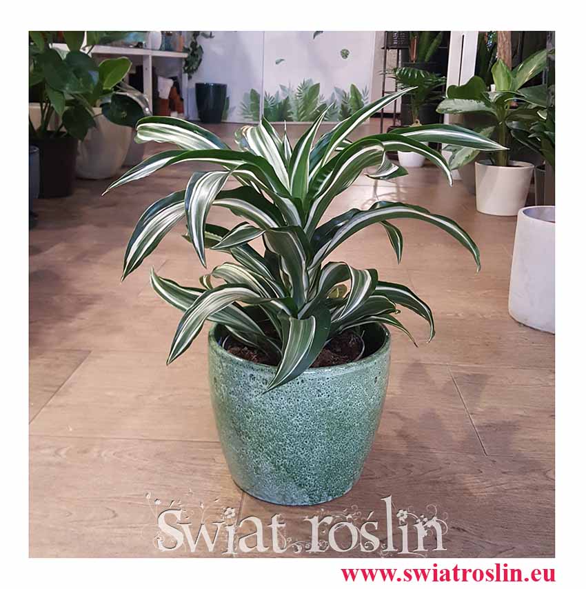 Dracena Fragrans Jade Jewel, Dracaena Fragrans Jade Jewel, Dracena Jadeitowy Klejnot rośliny sklep online kraków