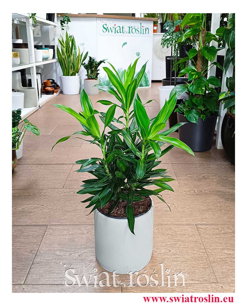 Dracena Song of Jamaica roślina z insta z wysyłką do domu, Dracaena Song of Jamaica, Pleomele Song of Jamaica, Dracena Odwrócona