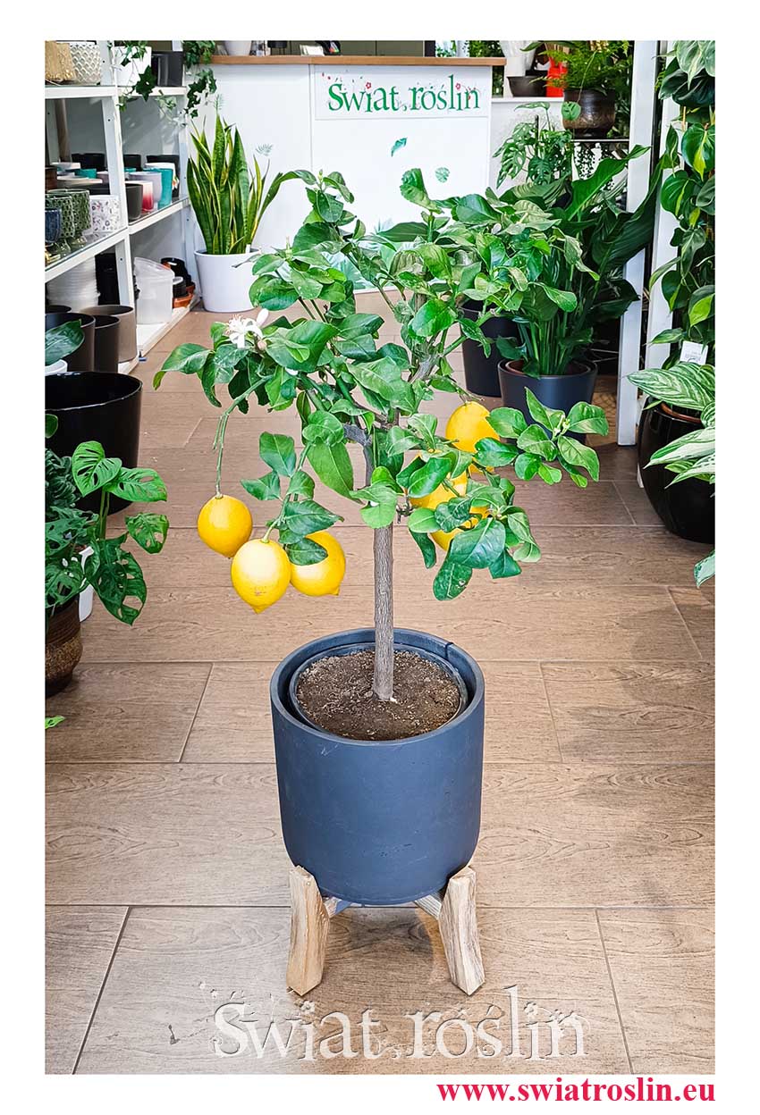 Drzewko cytrynowe sklep, Citrus Lemon sklep online, Cytryna zwyczajna, Cytrus Lemon wysyłka