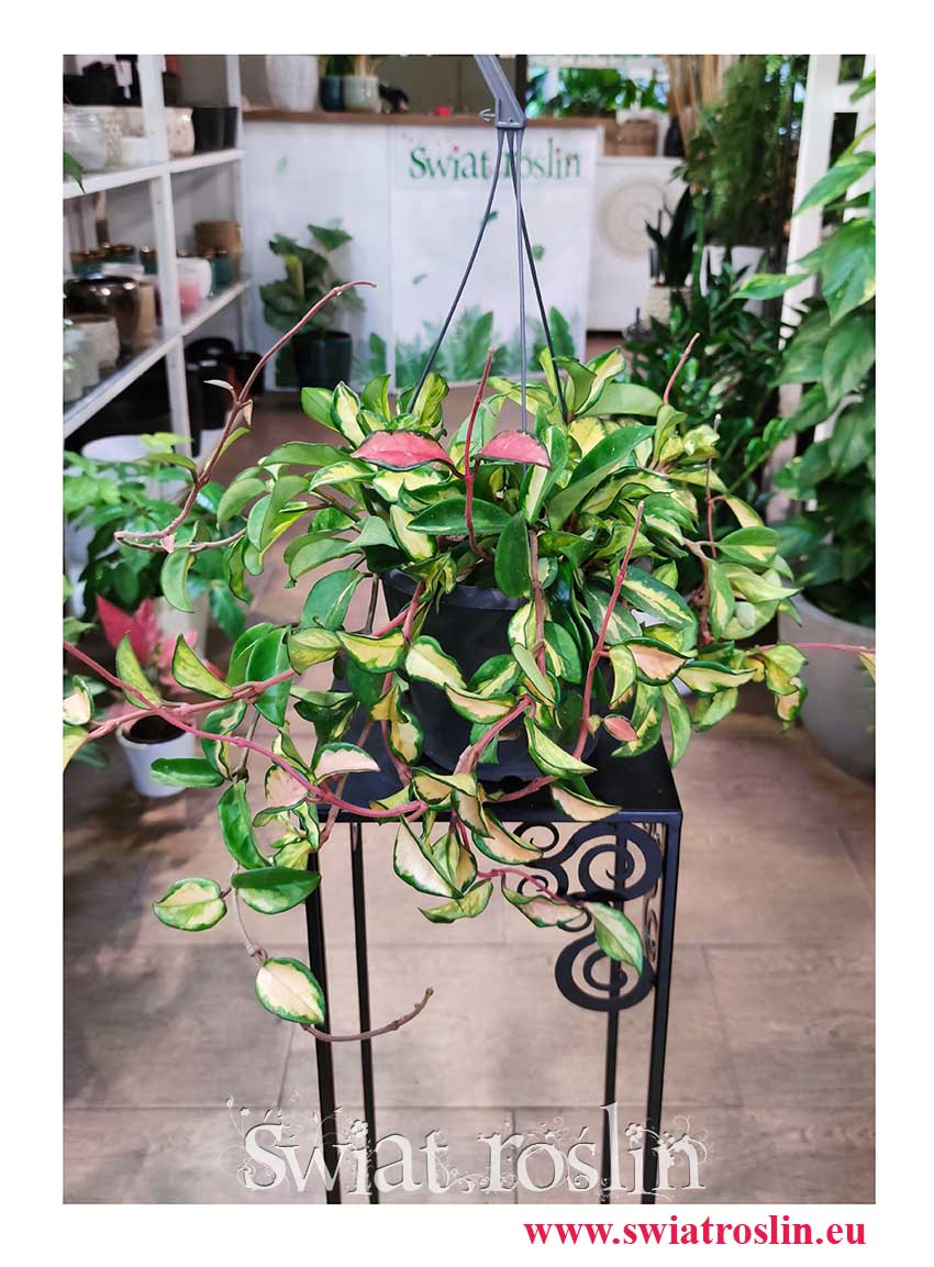 Duża Hoya Carnosa Tricolor, wielka Hoja, Woskownica sklep internetowy online w Krakowie
