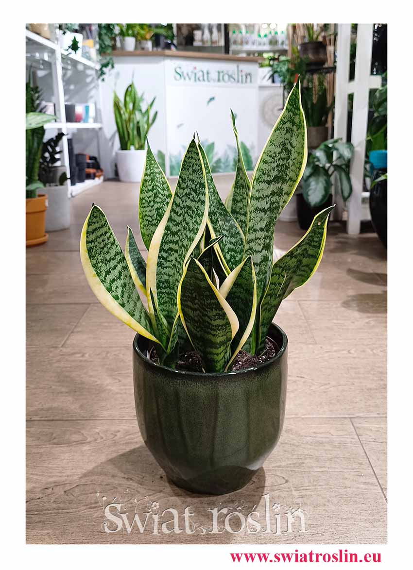 Duża Sansevieria Futura Superba modna roslina z insta , Wielka Sansewieria Gwinejska Futura Superba