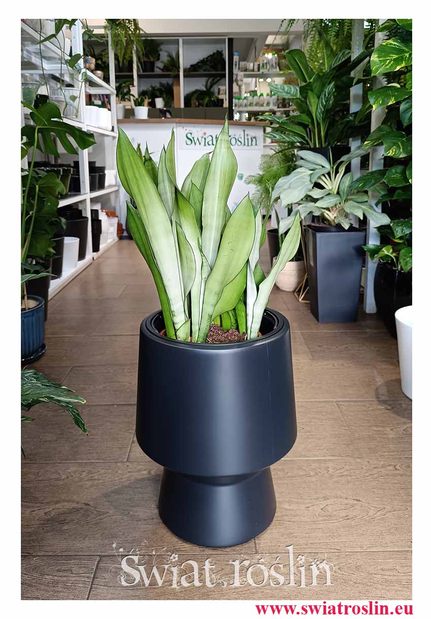 Duża Sansevieria Moonshine, Wielka Sansewieria Moonshine kup w sklepie z roślinami w Krakowie wysyłka z dostawą