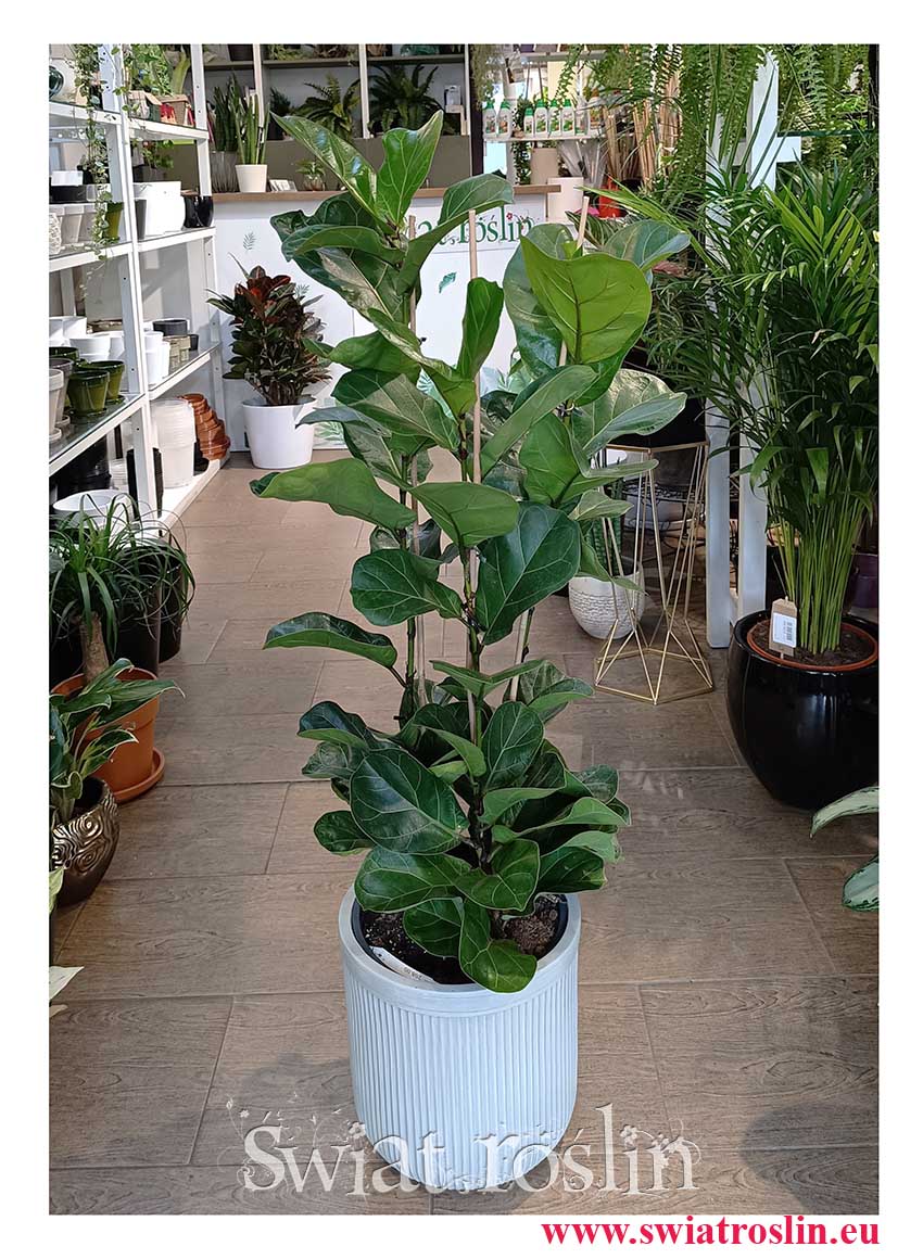 Duży Ficus Lyrata Bambino modna roślina do kupienia z wysyłką online, Wielki Fikus Lyrata Bambino