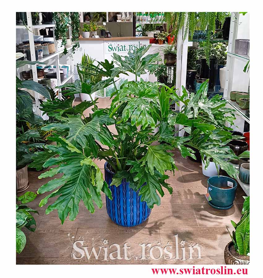 Duży Filodendron Selloum , Wielki Philodendron Selloum, Duży Filodendron Podwójniepierzasty do biura do mieszka do firmy kup online
