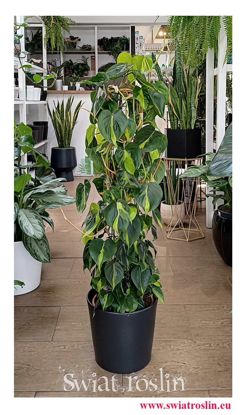 Duży Philodendron Scandens Brasil na kracie, Duży Filodendron Pnący Brasil na stelażu wysyłka roślin z insta sklep online