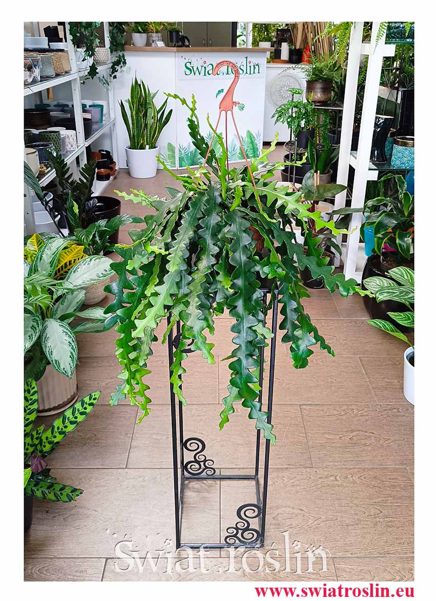 Epiphyllum Anthonyanus, Epifyllum Anthonyanus, Selenicereus Anthonyanus ,Kaktus Zygzak modna roślina doniczkowa z insta do biura do domu do firmy