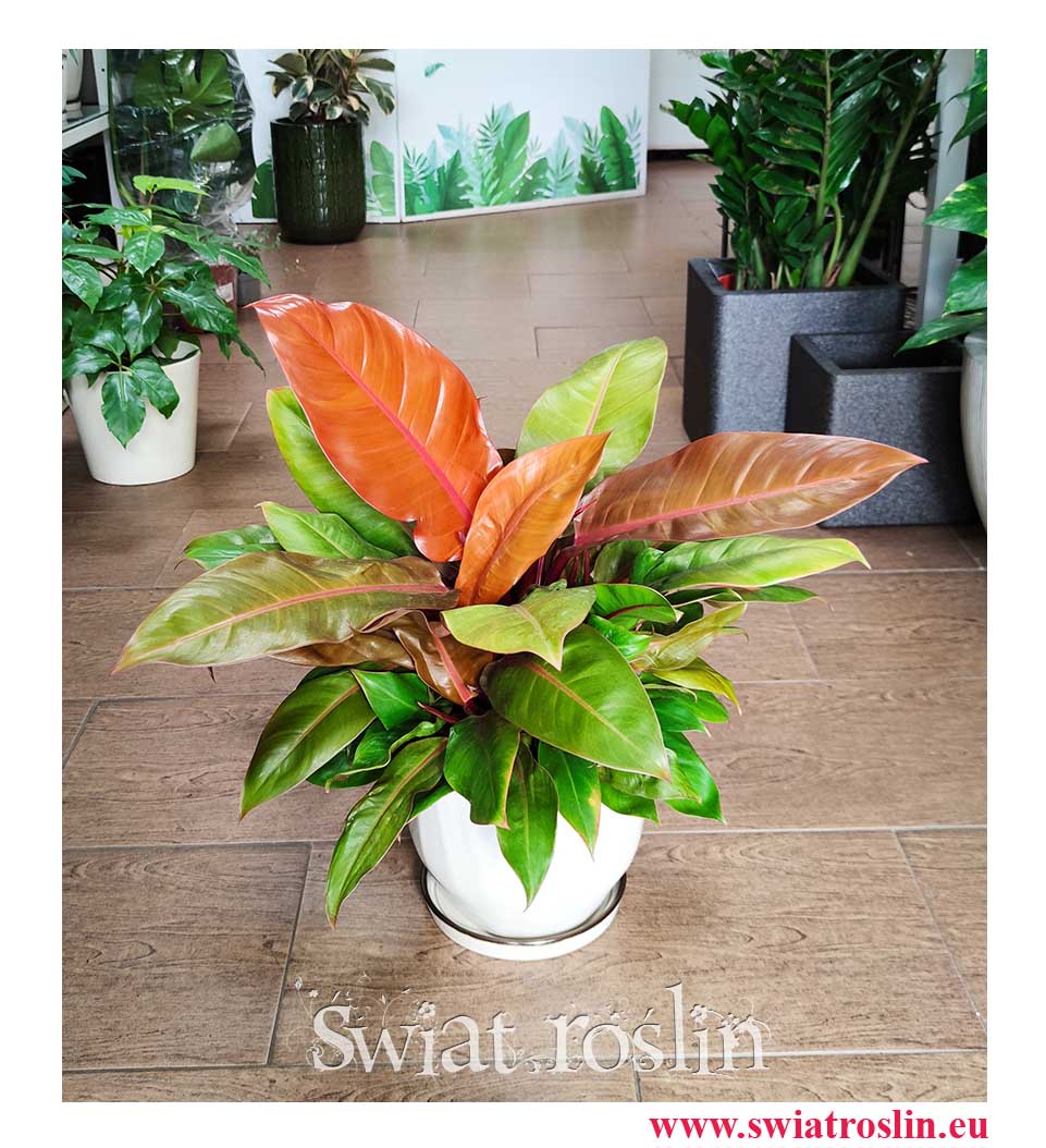 Filodendron Prince of Orange, Philodendron Prince of Orange rośliny do biura do firmy sklep online internetowy