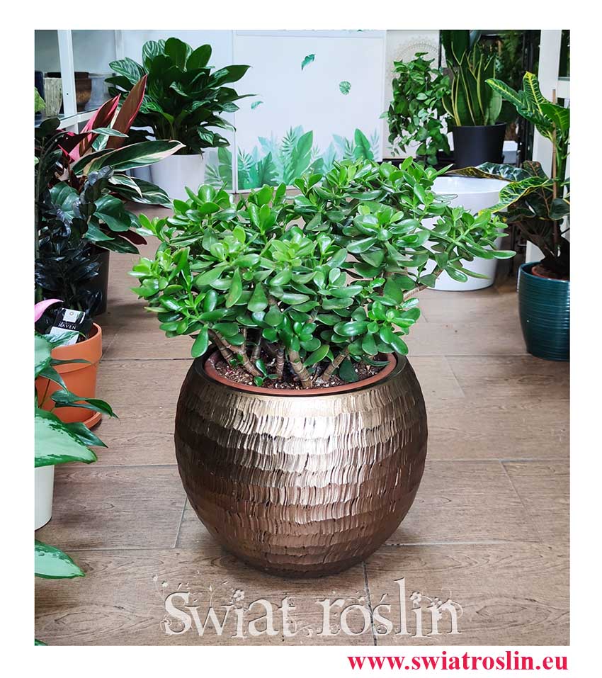 Grubosz jajowaty, Drzewko szczęścia modna roślina z insta do mieszkanai do firmy do biura, Crassula Ovata