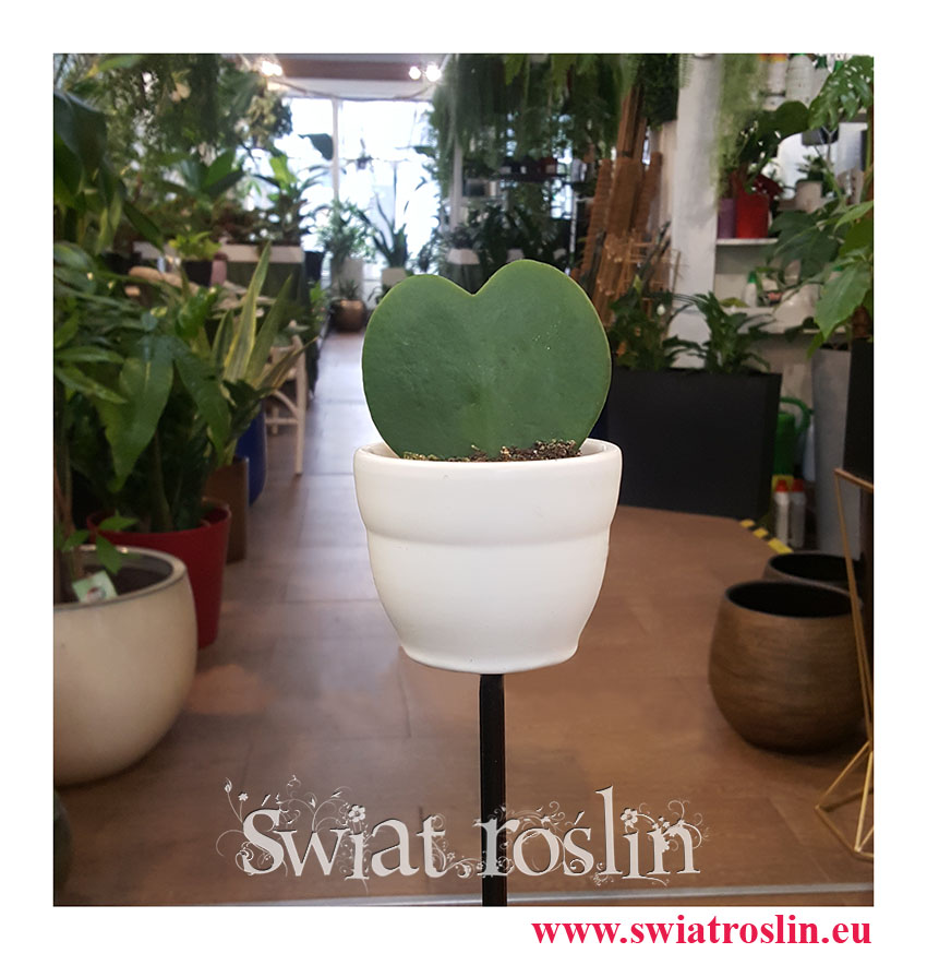 Hoya Kerrii, Hoja Kerrii, Hoya Hearts, Hoja sercowata, Roślina serce, roślina dla zakochanych, liść serce roślina, sklep w Krakowie z roślinami wysyłka online
