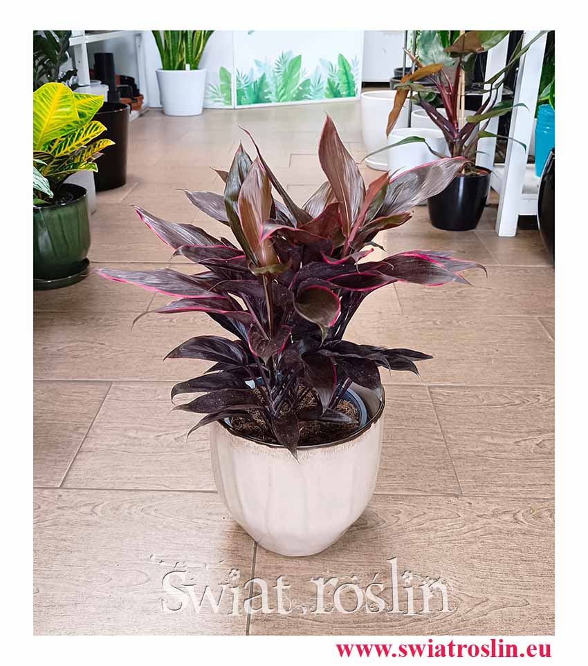 Kordylina Mambo, Cordyline Fruticosa Mambo popularna rołsina doniczkowa z insta z wysyłką do domu