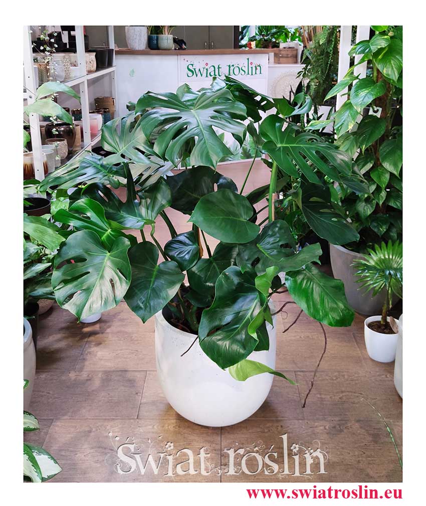 Monstera, Filodendron Dziurawy, Monstera Duża sklep w Krakowie internetowy online