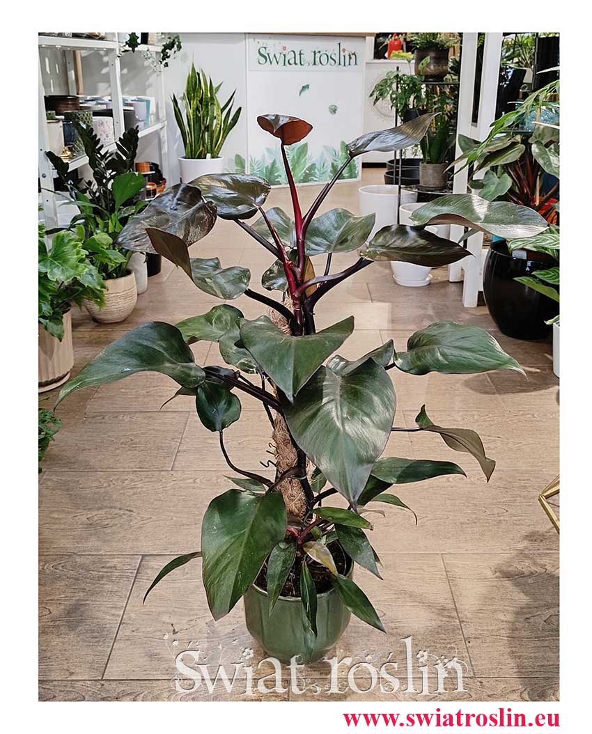 Philodendron New Red, Filodendron New Red modna rolsina doniczkowa do firmy do biura do mieszkania do domu