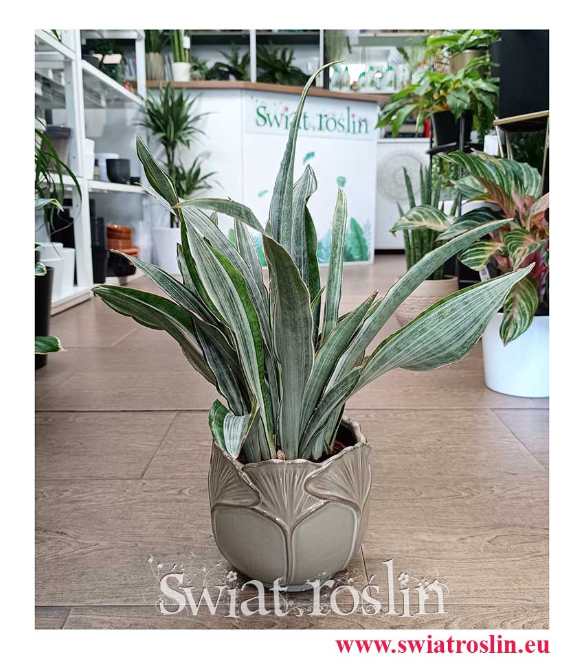 Sansevieria Aubrytiana Marlowe łatwa w uprawie oczyszczająca powietrze modna roslina doniczkowa, Sanseviera Marlowe
