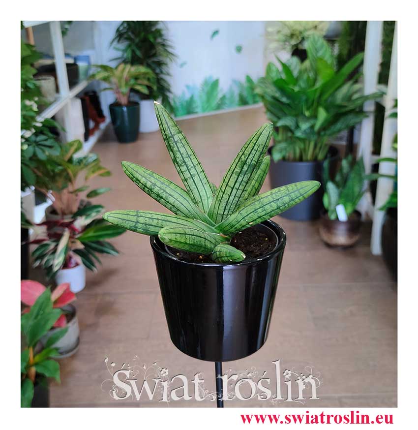Sansevieria Cylindrica Inti sklep w Krakowie z modnymi roślinami z insta, Sansewieria Cylindrica Inti
