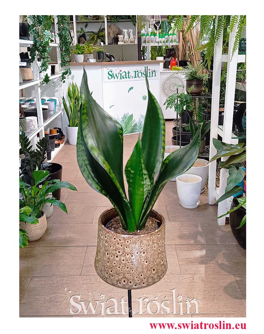 Sansevieria Grey Stripe modna łatwa w uprawie rolina z insta z wysyłką do domu, Sansewieria Grey Stripe, Sanaseweria Grey Stripe