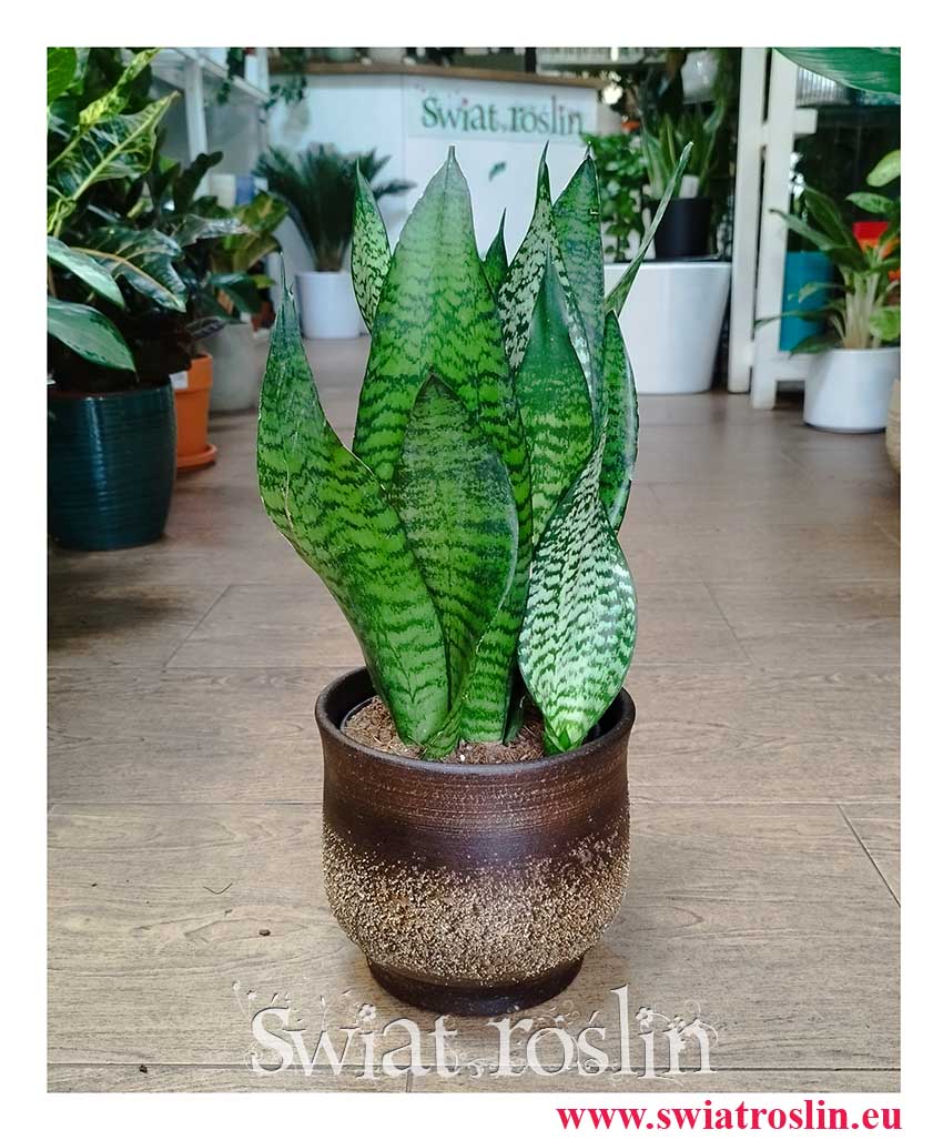 Sansevieria Trifasciata Robusta roślina łatwa w uprawie sklep online wysyłka, Sansewieria Gwinejska Robusta,