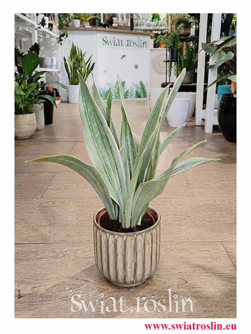 Sansevieria Trifasciata Sayuri modna rołsina oczyszczająca powietrze do biura do firmy do mieszkania do domu, Sansewieria Sayuri