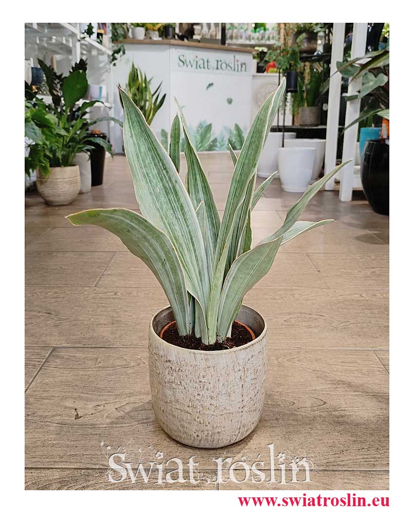 Sansevieria Trifasciata Sayuri popularna roślina z insta z wysyłką do domu, Sansewieria Sayuri