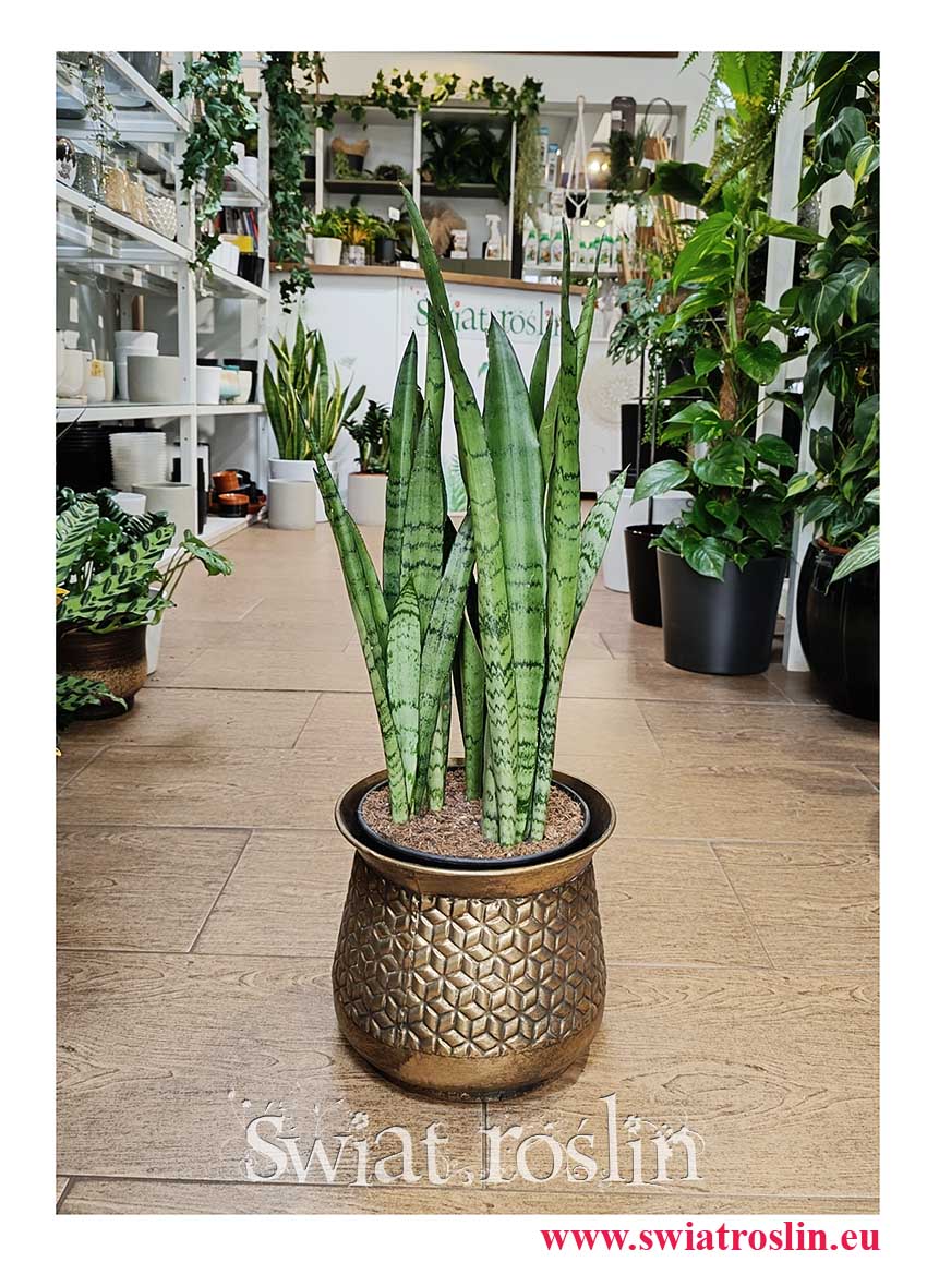 Sansevieria Trifasciata Silver Mist, Sansewieria Gwinejska Silver Mist modna łatwa w uprawie rołsina z insta do kupienia online
