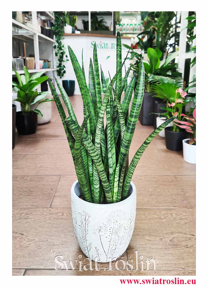 Sansevieria Zeylanica Narrow sklep popularne rośliny, Wężownica roślina, Sansewieria Zeylanica Narrow