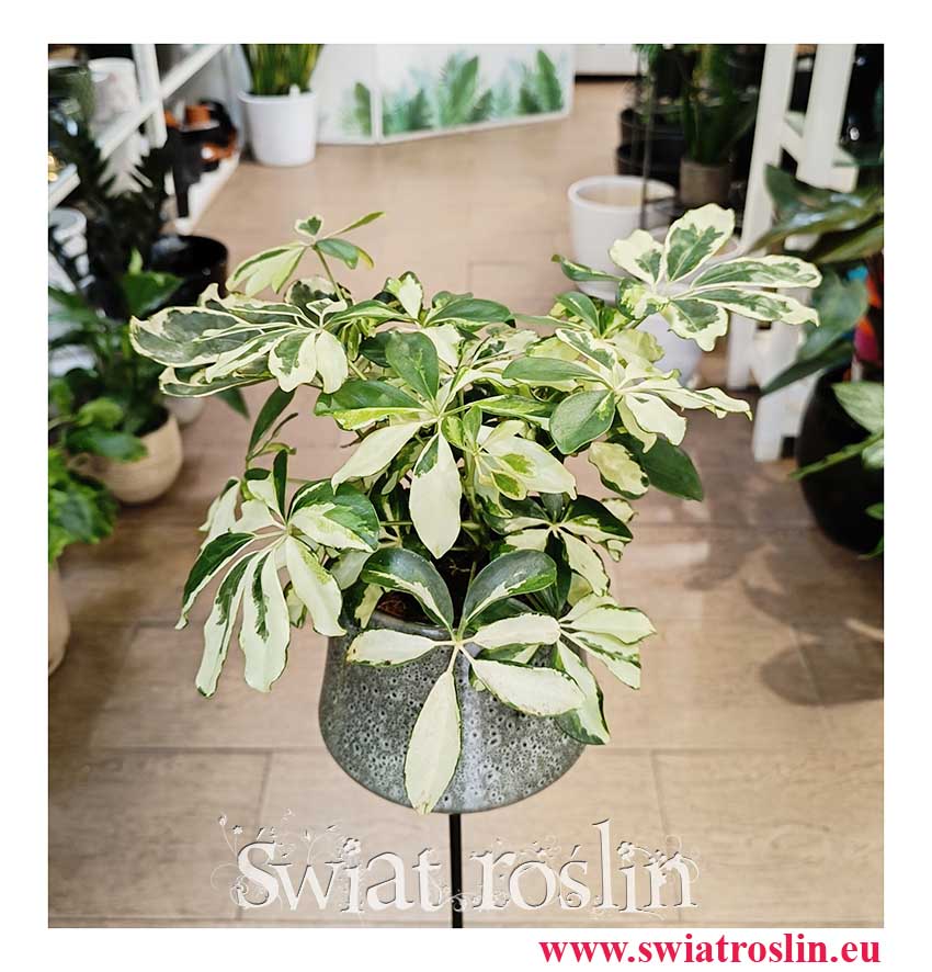 Schefflera Arboricola Charlotte kup modną roślina z insta z wysyłką, Szeflera Charlotte