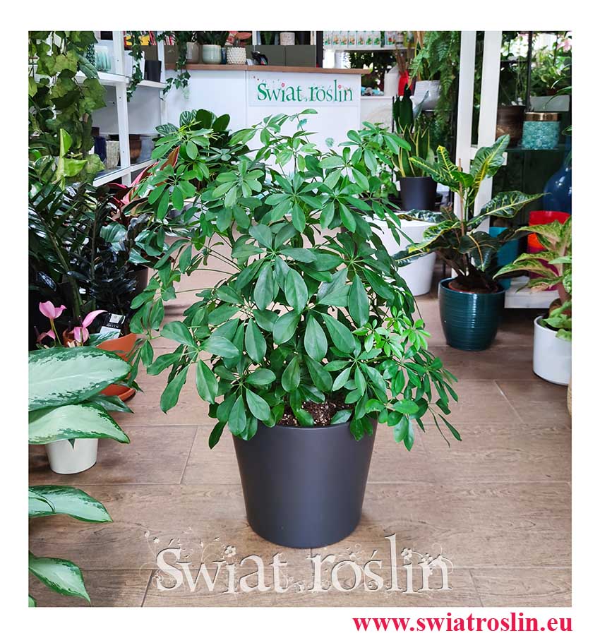 Schefflera Arboricola nie wymagająca modna roślina dobiura do mieszkania do firmy , Szeflera Arboricola