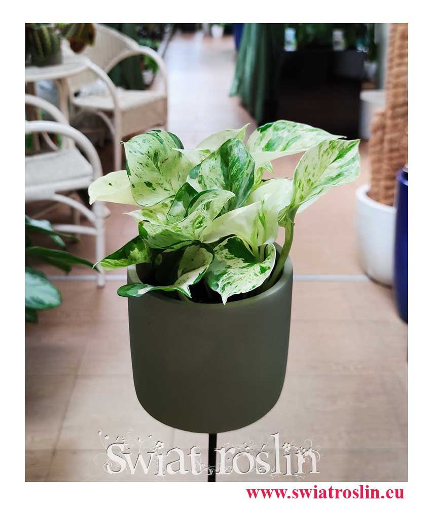 Scindapsus Happy Leaf, Epipremnum Happy Leaf kup w krakowie lub w sklepie online