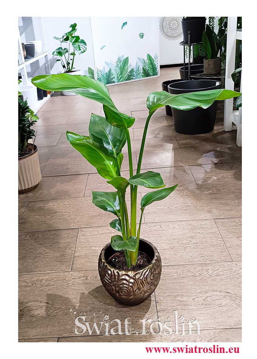 Strelicja Nicolai, Strelitzia Nicolai popularna roślina z instagrama u nas w sklepie z wysyłką, Strelicja Biała