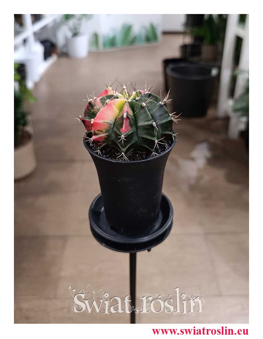 kup Gymnocalycium Mihanovichii Japan w sklepie stacjonarnym w Krakowie sprzedaż internetowa online wysyłka- Gymnokalycium