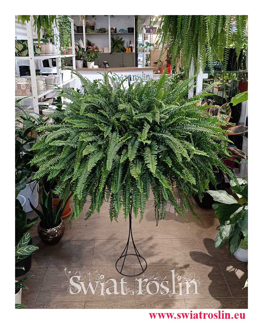 oczyszczająca powietrze przyjazna zwierzętom paproć Nephrolepis Exaltata Green Lady do kupienia w sklepie online, Nefrolepis Wyniosły Green Lady Zielona Dama