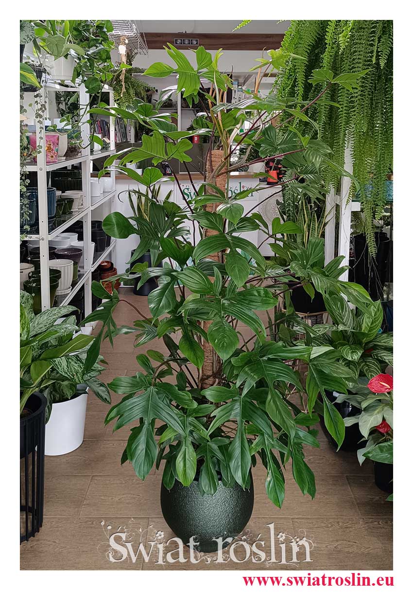 łatwy w uprawie i oczyszczający powietrze Filodendron Florida Beauty do kupienia w sklepie, Philodendron Florida Beauty