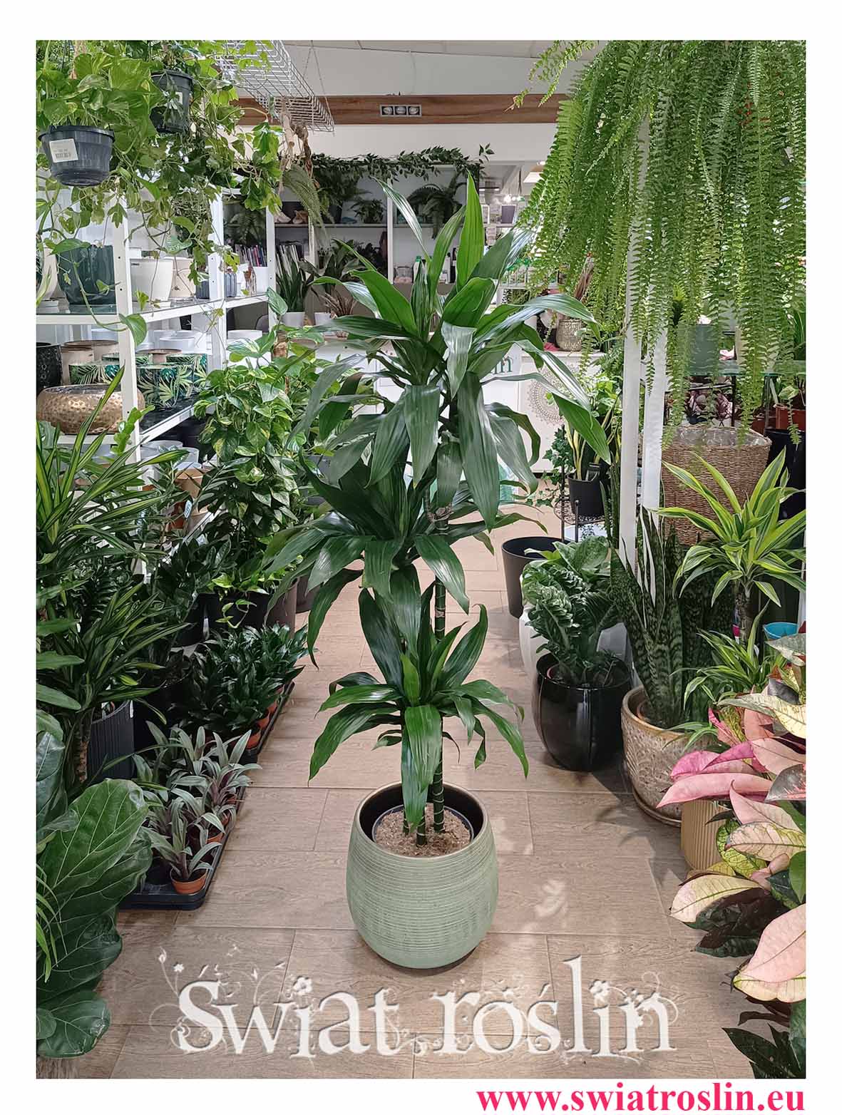Dracaena Janet Craig, Dracena Janet Craig roślina do biura, do firmy, do salonu, na korytaż do dużych przestrzeni w najlepszej cenie z dostawą
