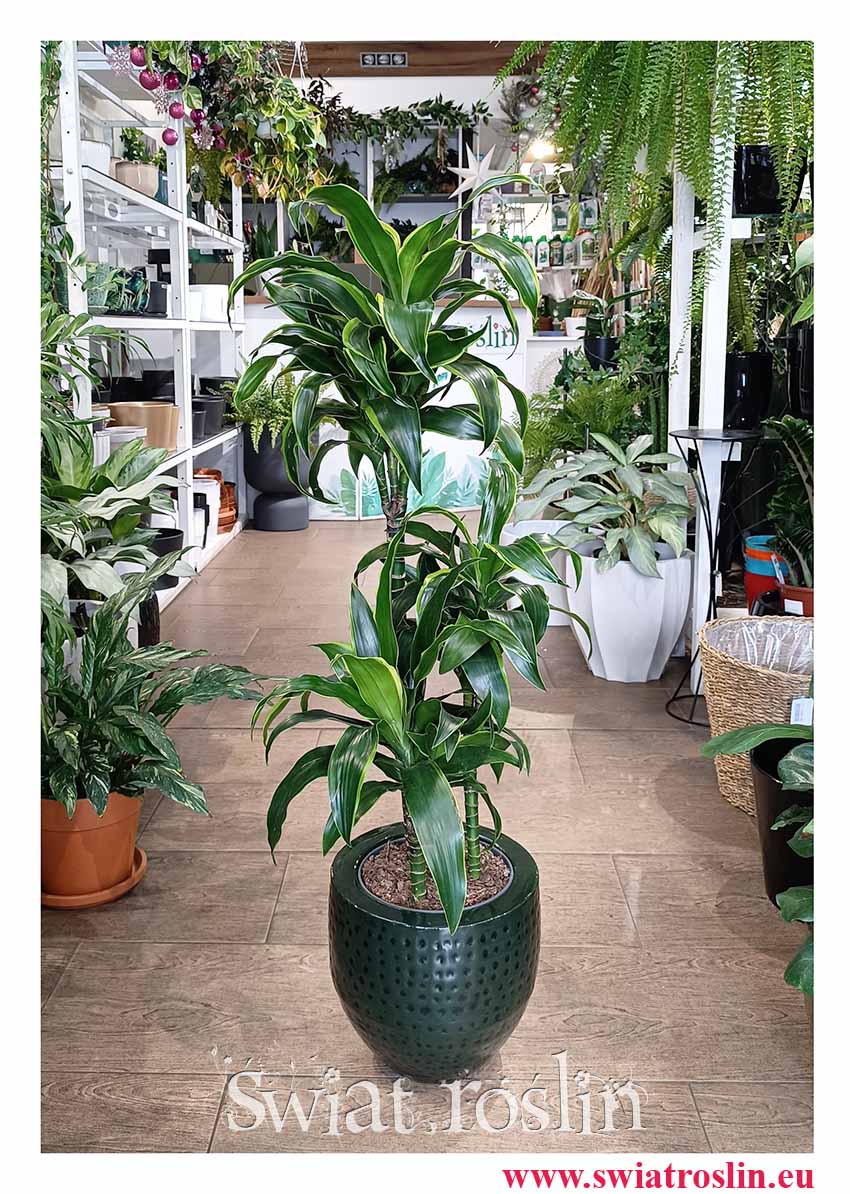 Dracena Wonna dorado - 3 pnie, Dracena Fragrans Dorado - 3 pnie popularna roślina z instagrama dla Vipów z dostawą ze sklepu online