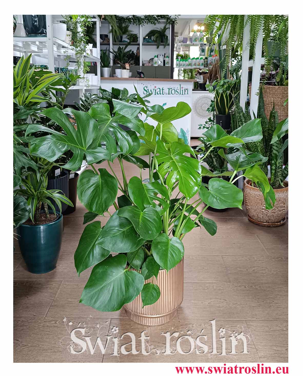 Duża Monstera Deliciosa do biura do firmy do mieszkania do salonu do restauracji do kawiarni, Duży Philodendron Pertusem