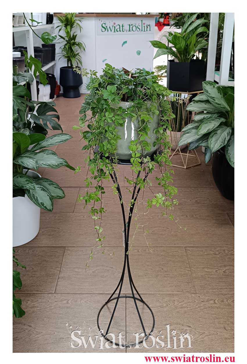 Duży Cissus Prążkowany, Wielki Cissus Pasiasty do kupienia w Krakowie z dostawą , Duży Cissus Striata, Wielki Parthenocissus Striata