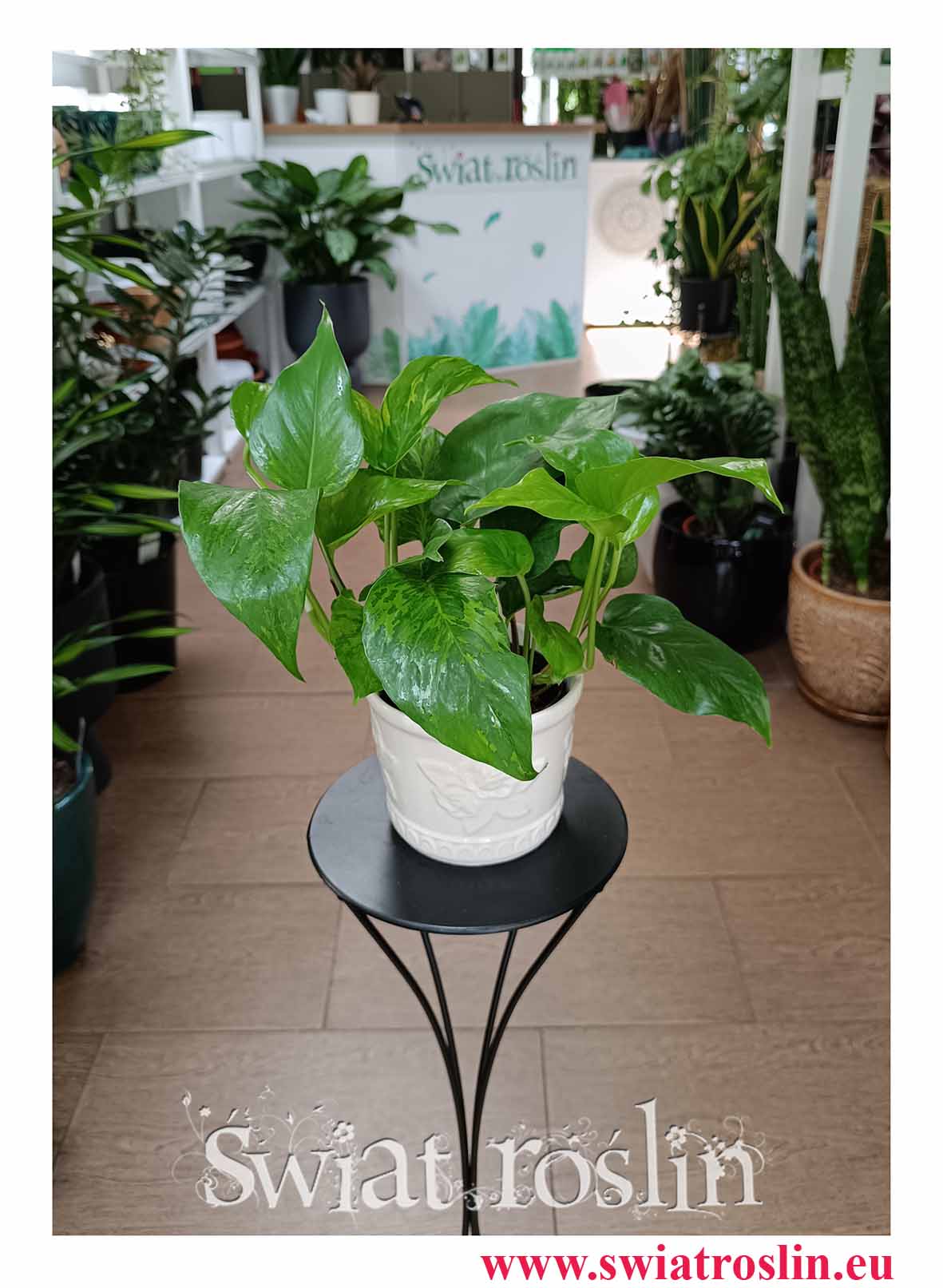 Epipremnum Marble Green do biura do firmy do mieszkania, do kawiarni, do restauracji - kup w sklepie online z dostawą