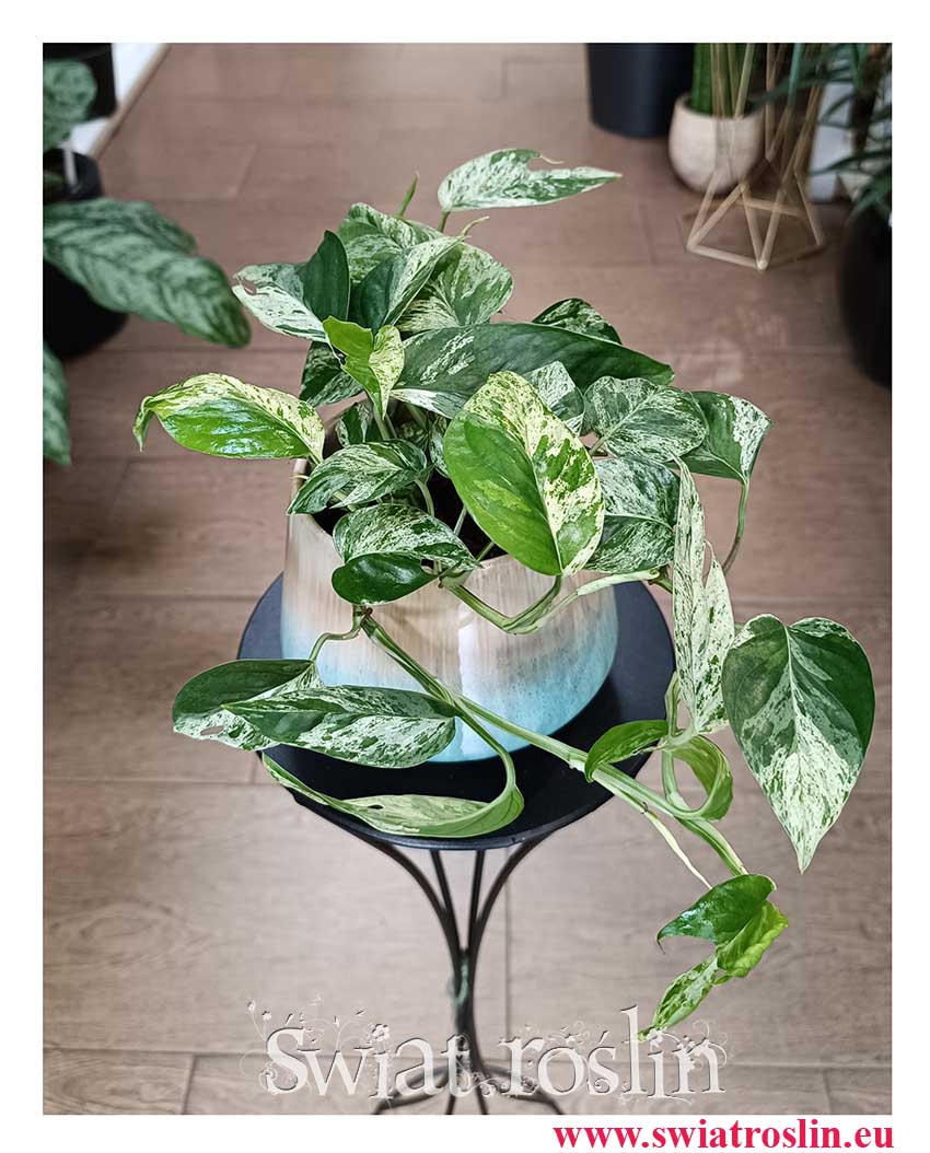 Epipremnum Pinnatum Marble Variegata modna kolekcjonerska roślina doniczkowa do kupienia online wraz z wysyłką