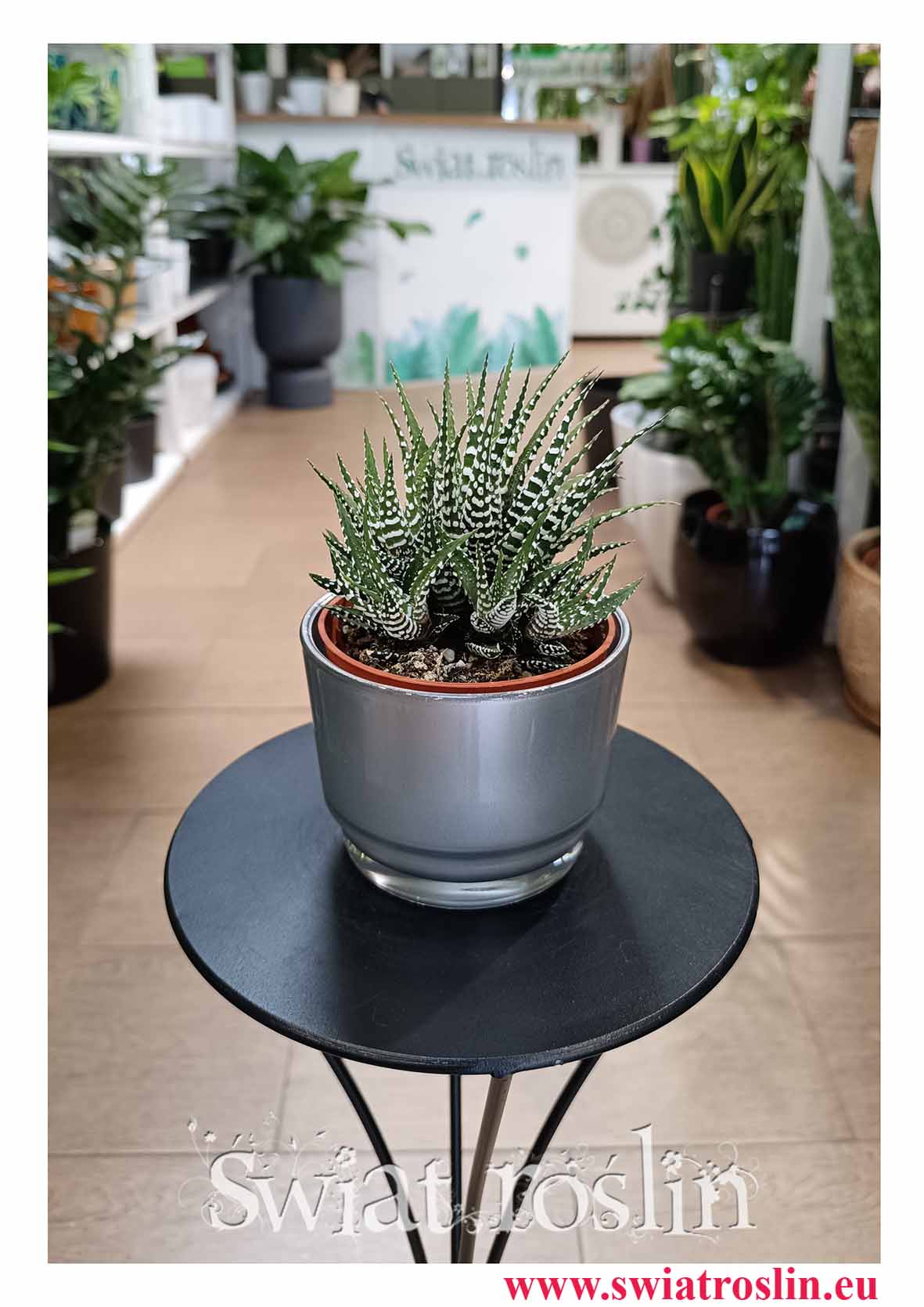 Haworsja Pasiasta Big Band, Haworthia Fasciata Big Band, Haworcja Pasiasta Big Band bezpieczna dla zwierząt i łatwa w uprawie roślina z dostawą