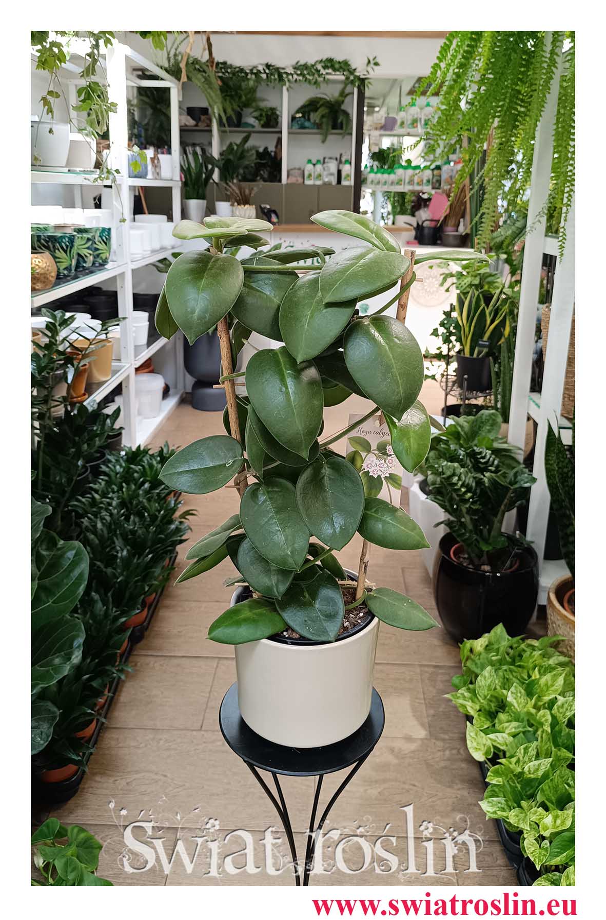 Hoya Calycina Stargazer, Hoja Calycina Stargazer do kupienia w najlepszej cenie i jakości z dostawą pod drzwi
