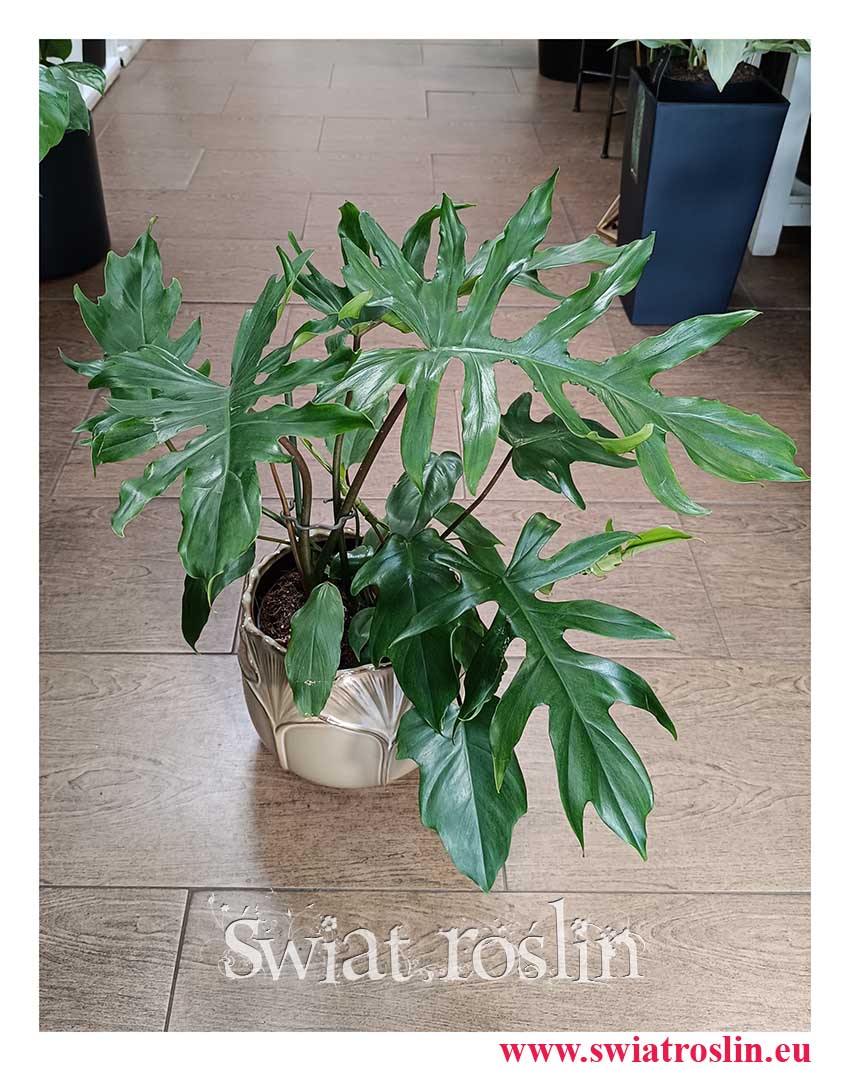 Kolekcjonerski Philodendron Mayoi roślina z instagrama z dostawą dla Ciebie ze sklepu online, Filodendron Florida Mayoi
