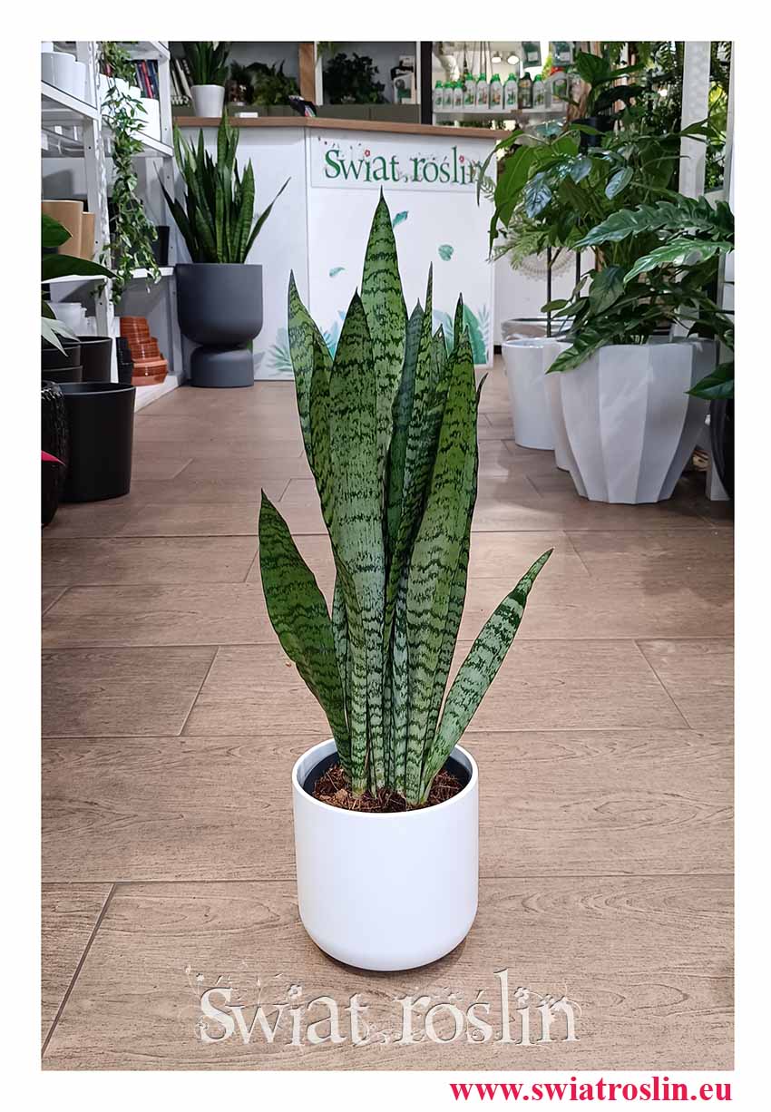 Mała Sansevieria Zeylanica modna roślina do biura do firmy do kawiarni do mieszkania, mała Sansewieria Zeylanica