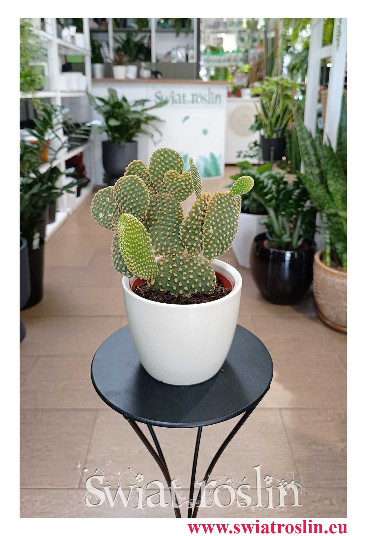 Opuncja Microdasys var. Pallida do biura do firmy do mieszkania do salonu na parapet z dostawą, Opuntia Microdasys var. Pallida